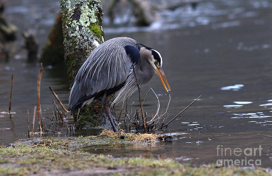 Great Blue on The Clinch River II Photograph by Douglas Stucky