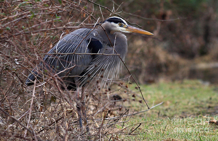 Great Blue on The Clinch River IV Photograph by Douglas Stucky