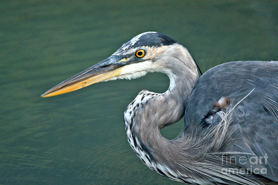 Great Blue Profile Photograph by Cheryl Baxter