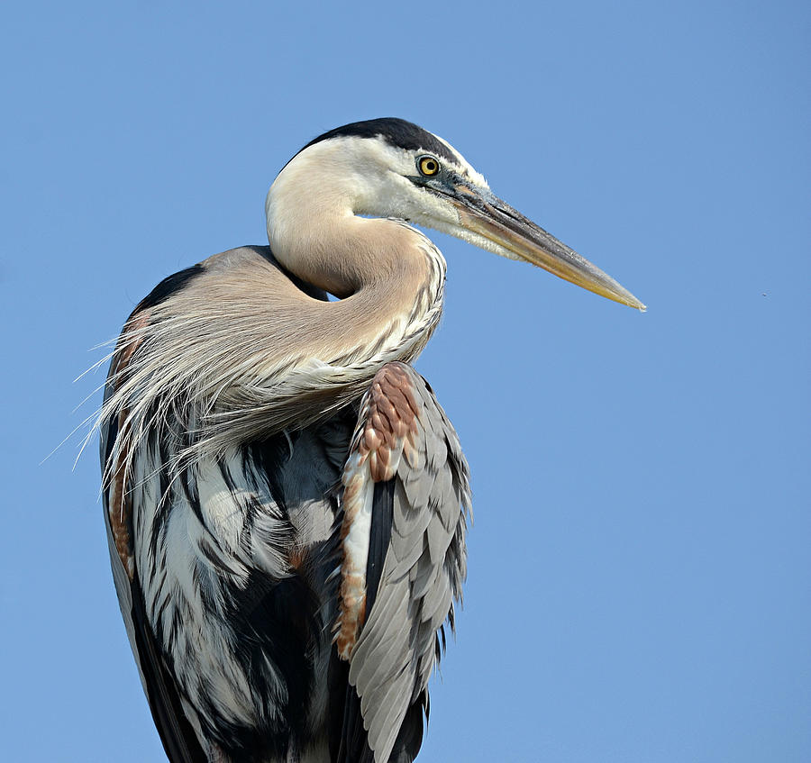 Great Blue Sentry Photograph by Fraida Gutovich | Fine Art America