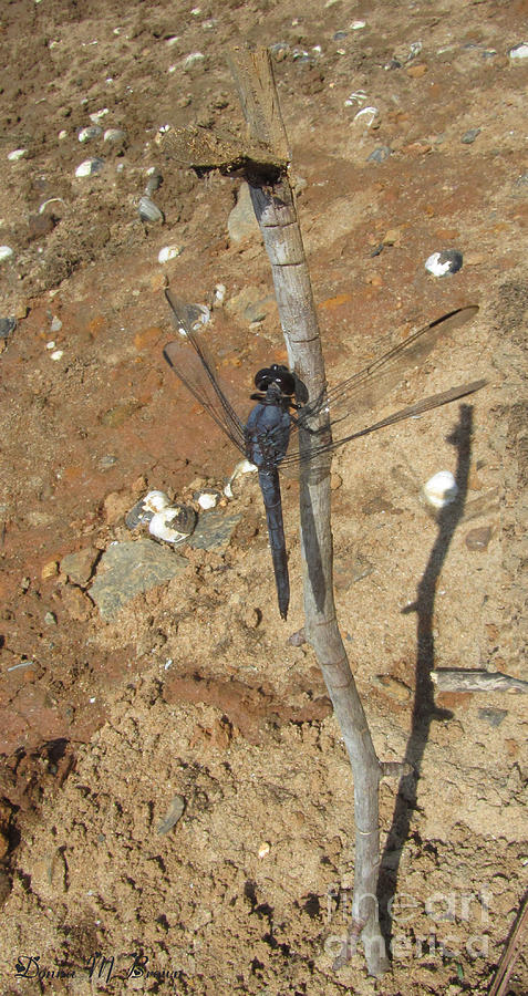 Slaty Skimmer Dragonfly Shadow Photograph by Donna Brown