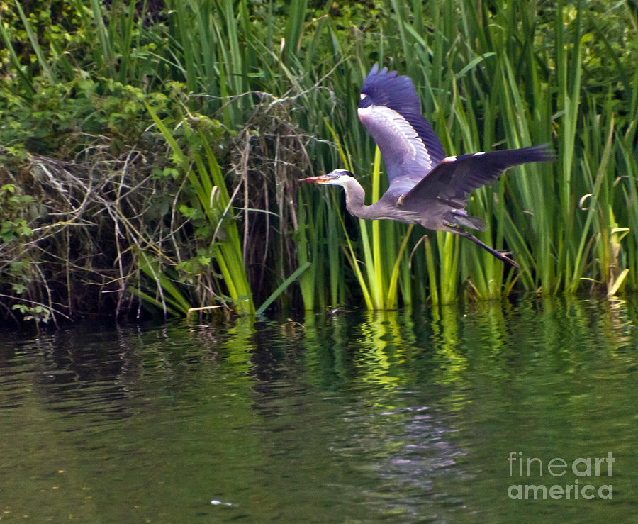 Great Blue Takes Flight Photograph by Kate Brown