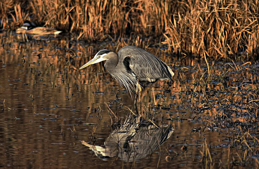 Great Blur Heron Photograph by Patti Abbott - Fine Art America