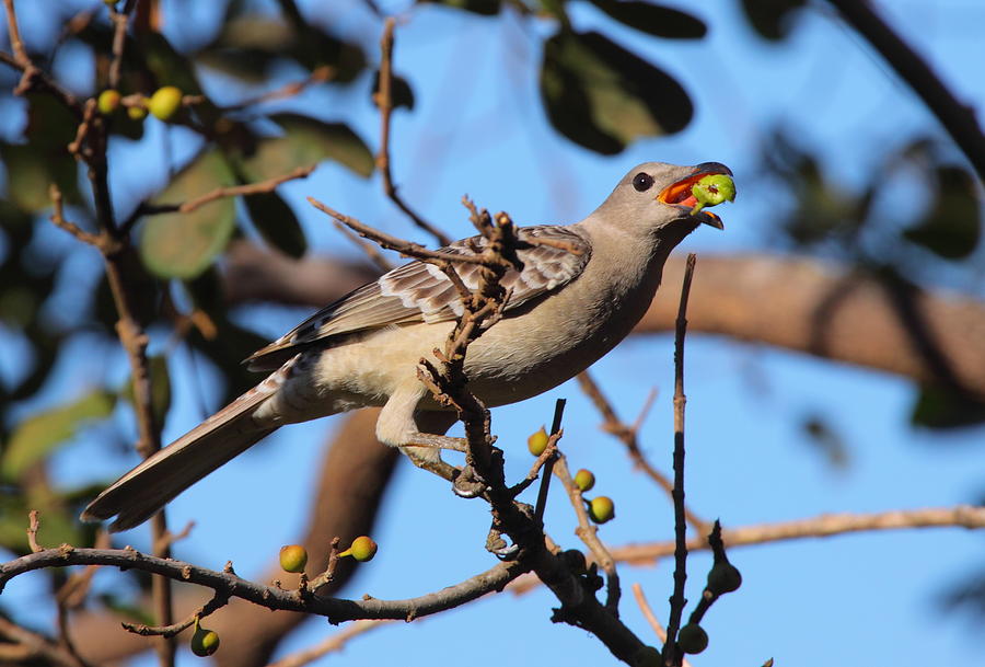 Great Bowerbird Eating Fig Photograph by Bruce J Robinson