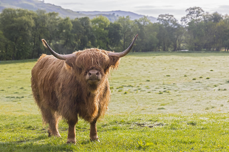 Great Britain, Scotland, Scottish Highlands, Highland Cattle Photograph by Westend61