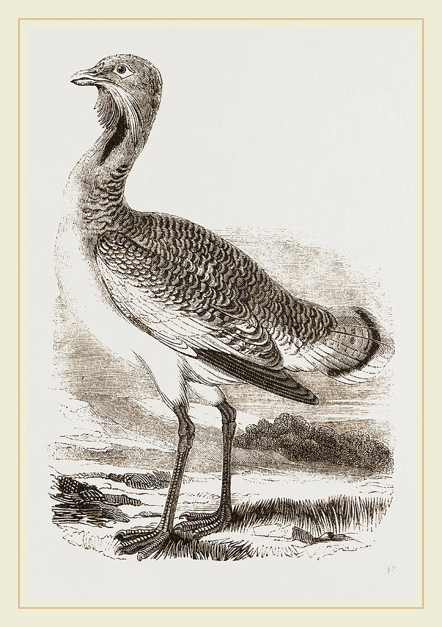Great Bustard Male Drawing by Litz Collection - Fine Art America