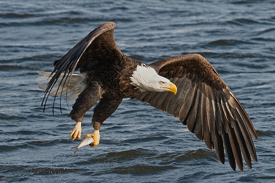 Great catch Photograph by Tim Schmidt | Fine Art America