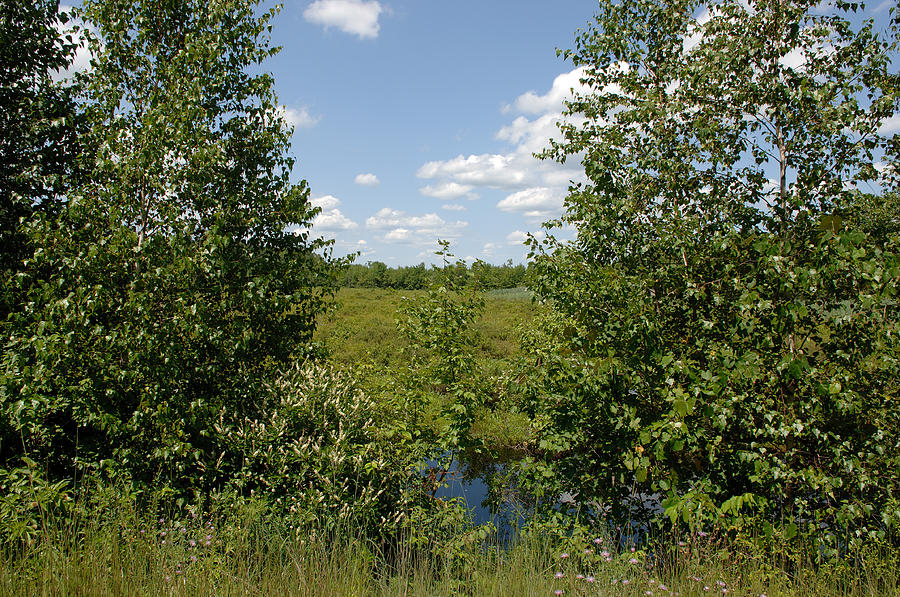 Great Cedar Swamp In Summer Photograph by John W. Bova