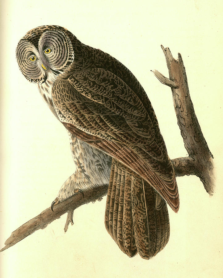 Bird Drawing - Great Cinereous Owl by Artokoloro