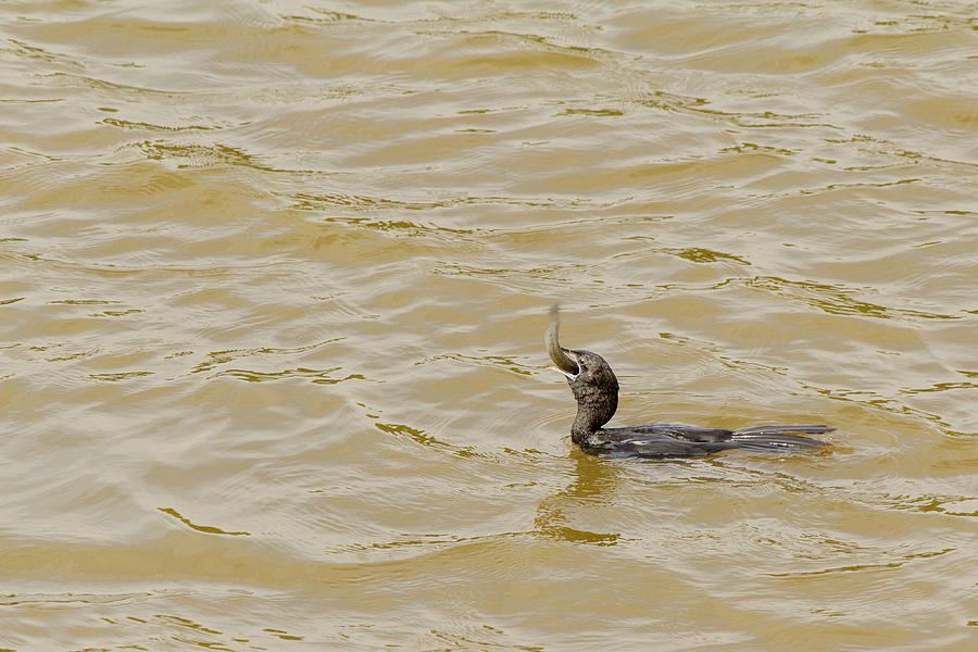 Great Cormorant gulping a fish Photograph by SAURAVphoto Online Store
