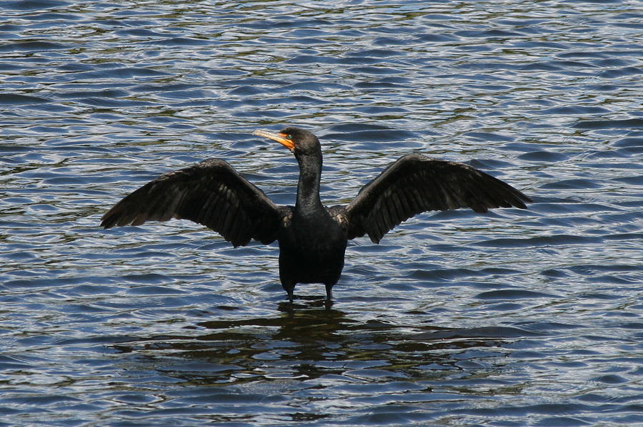 Duck Photograph - Great Cormorant by Neal Eslinger