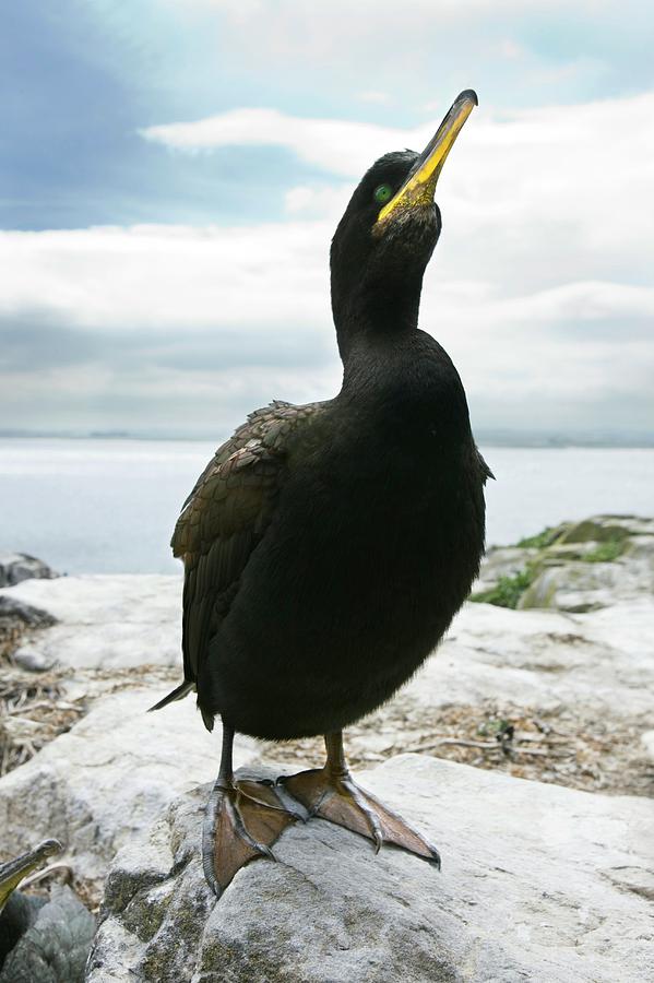 Nature Photograph - Great Cormorant by Steve Allen/science Photo Library