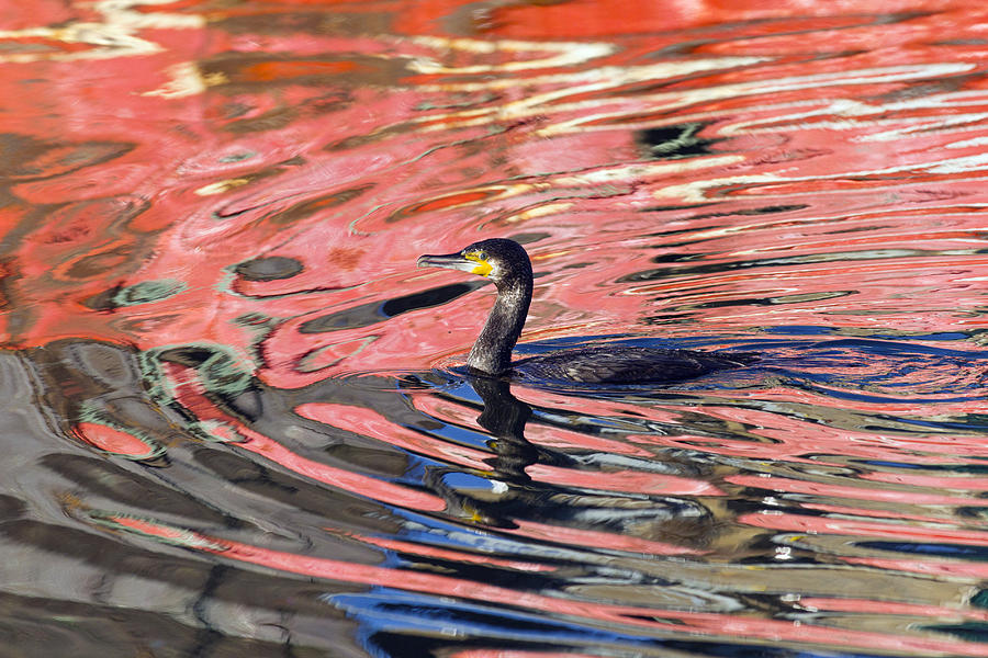 Animal Photograph - Great Cormorant Swimming Denmark by Duncan Usher