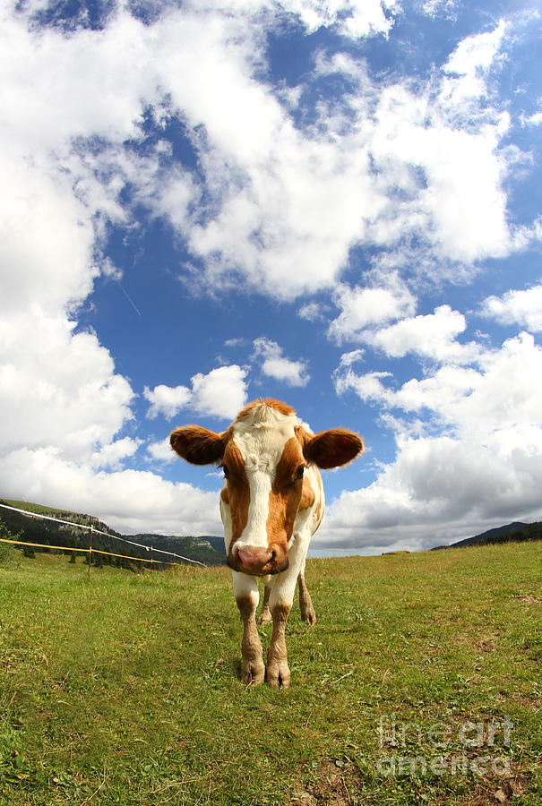 Great Cow Photographed With A Fisheye Lens Photograph By Fed Cand