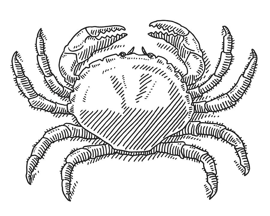 Great Crab Sea Animal Drawing Drawing by FrankRamspott