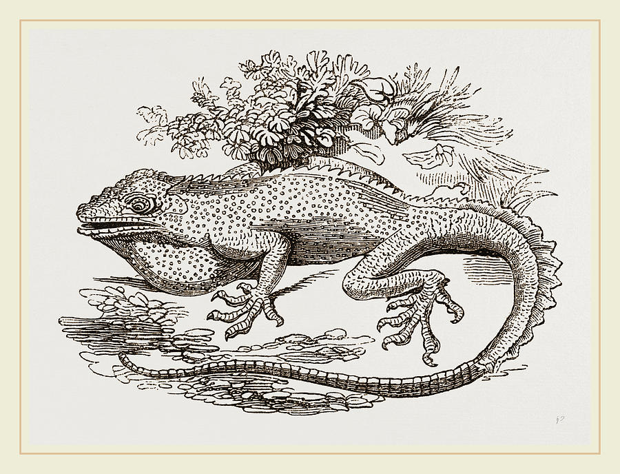 Great Crested Anolis Drawing by Litz Collection - Pixels