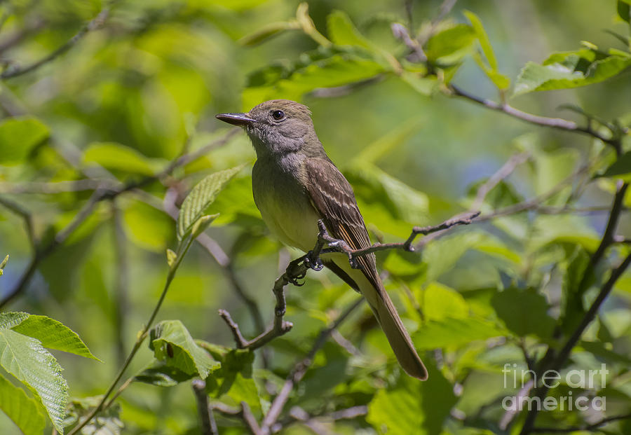 Great Crested Flycatcher Photograph by Dan Hefle