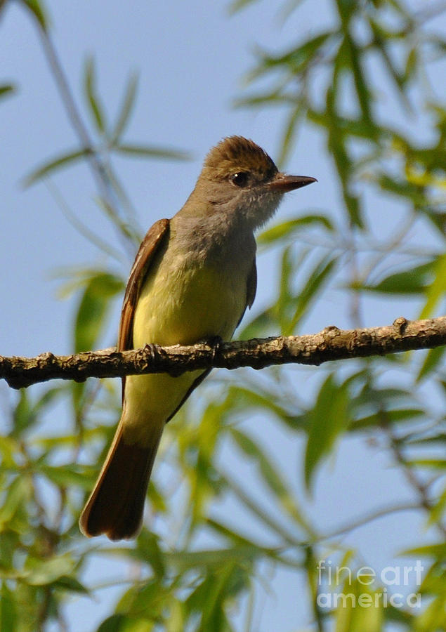 Great Crested Flycatcher Photograph by Kathy Baccari