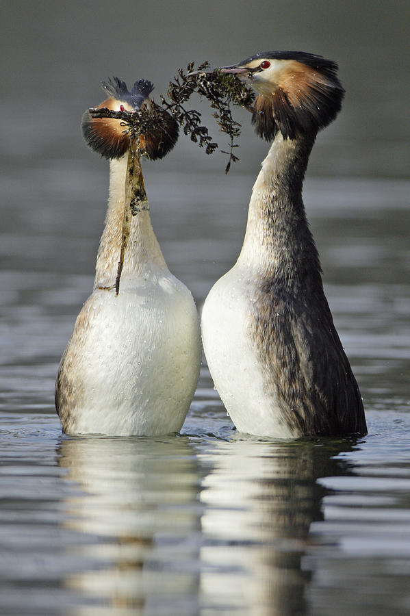 Great Crested Grebe Courtship Photograph by Duncan Usher