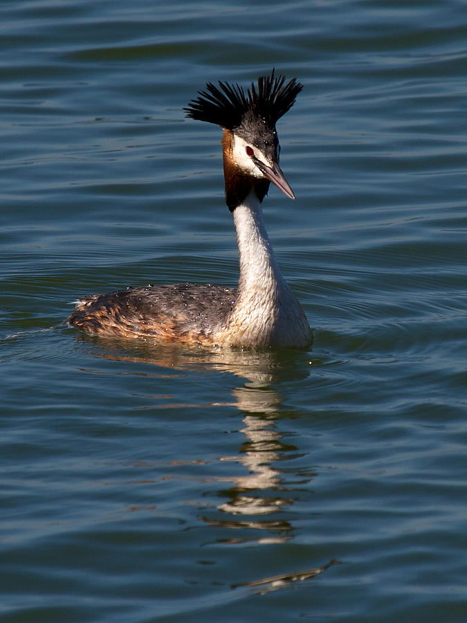 Great Crested Grebe Photograph by David Beebe