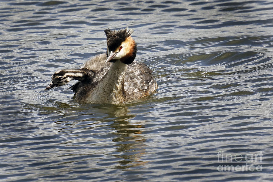Great Crested Grebe Photograph by Inge Riis McDonald