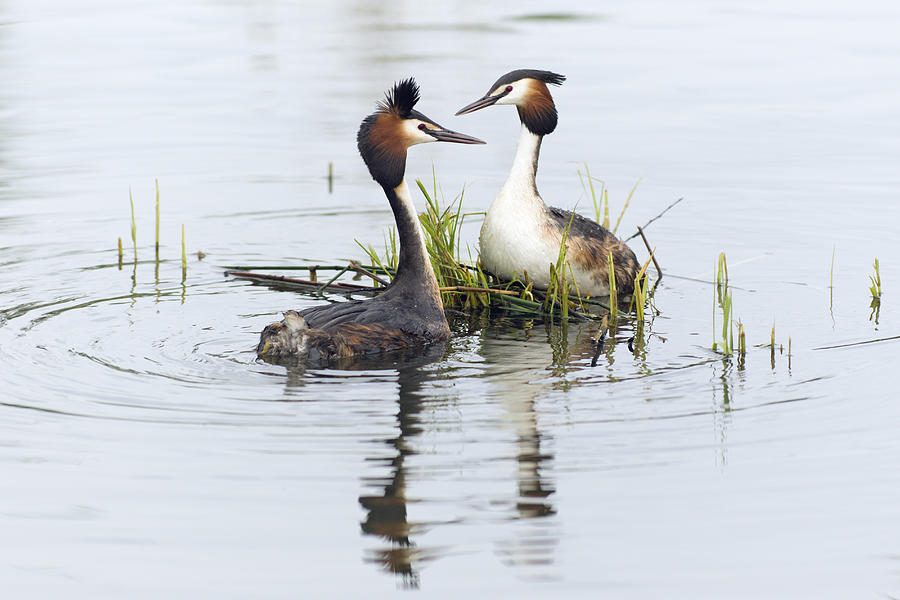 Great Crested Grebe Pair Dislaying Photograph by Duncan Usher
