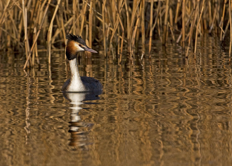 Great Crested Grebe Photograph by Paul Scoullar