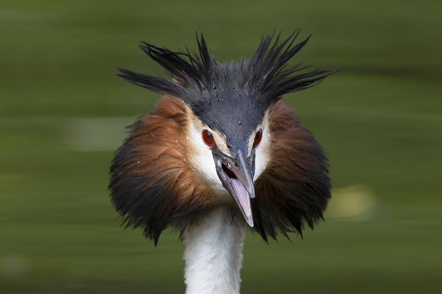 Great Crested Grebe Threat Display Photograph by Dickie Duckett