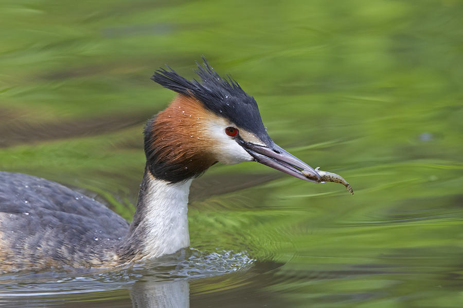 Great Crested Grebe With Fish Fish Photograph by Dickie Duckett