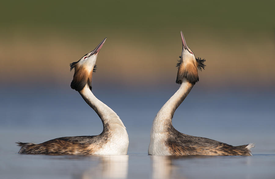Great Crested Grebes Courting Photograph by Franka Slothouber