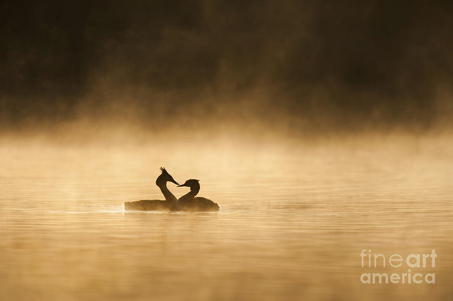 Great Crested Grebes Photograph by Des Ong FLPA