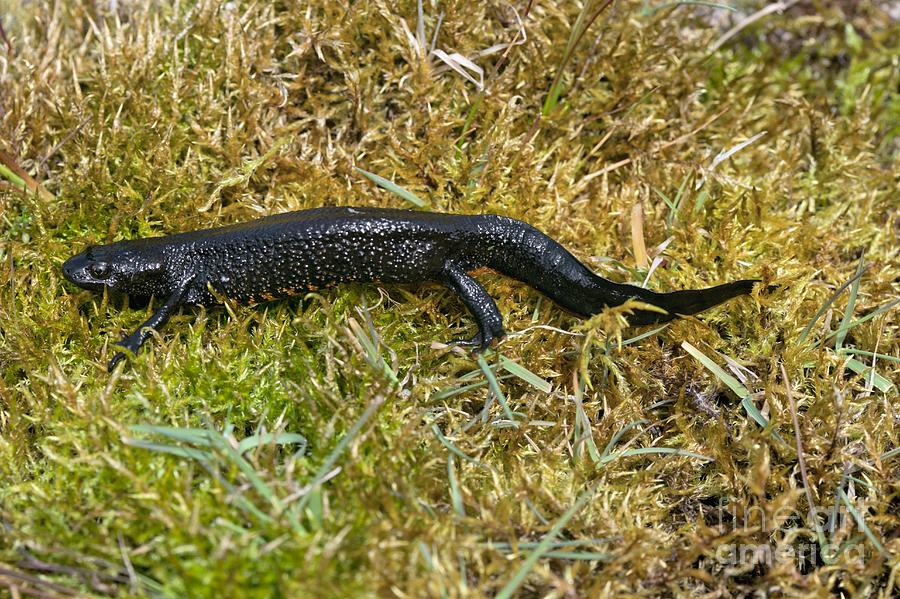 Animal Photograph - Great Crested Newt On Moss by Simon Booth