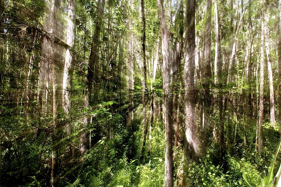 Great Cypress Photograph by John Kearns - Fine Art America