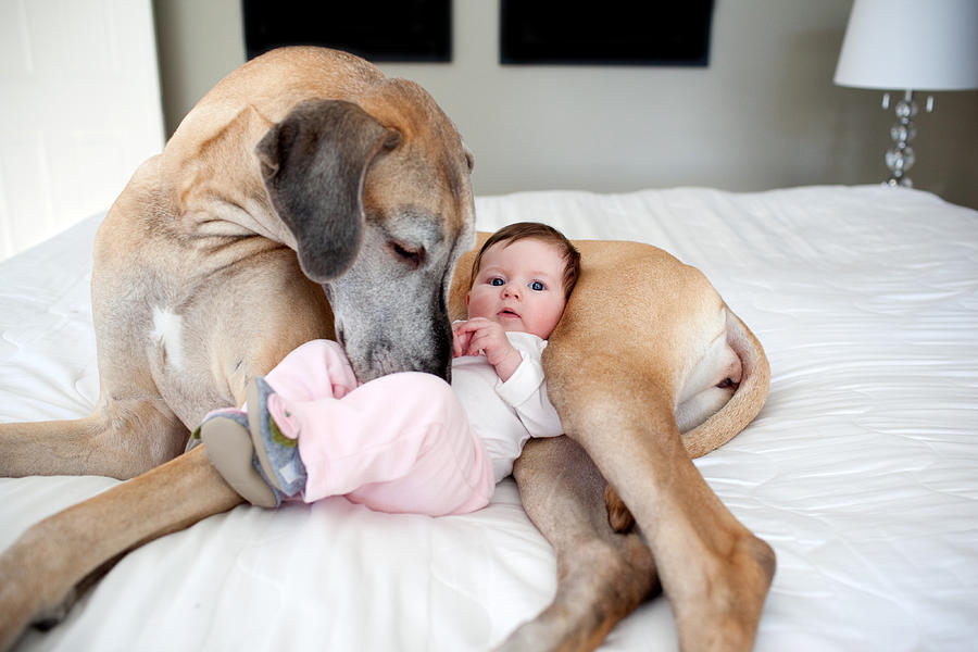 Great Dane and baby Photograph by Image by Erin Vey