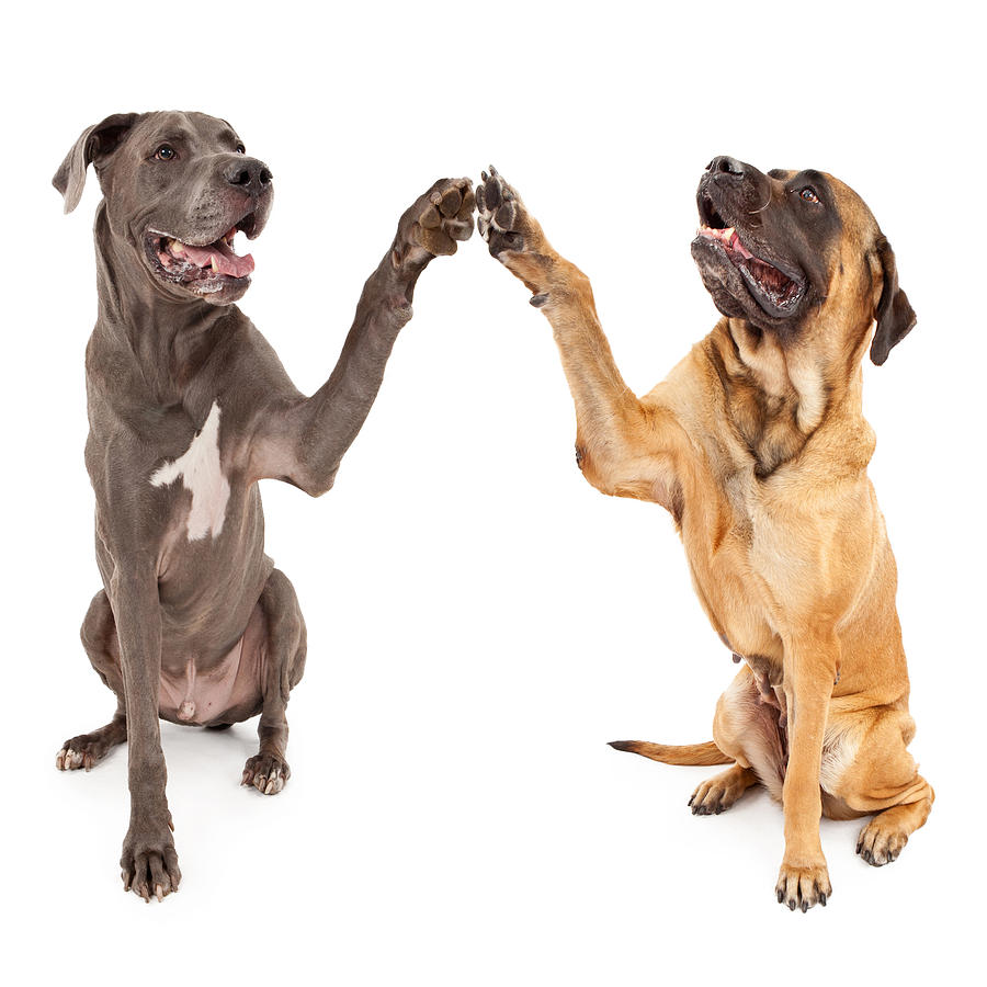 Dog Photograph - Great Dane and Mastiff Dogs Shaking Hands by Good Focused