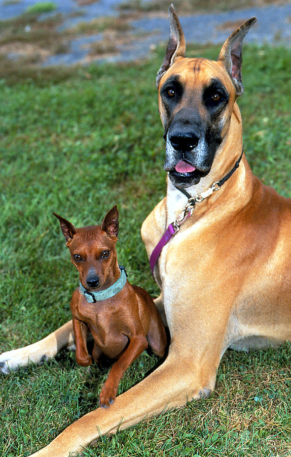 Great Dane And Miniature Pinscher Photograph by Jeanne White