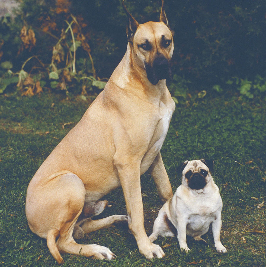 Great Dane And Pug Photograph by Jeanne 