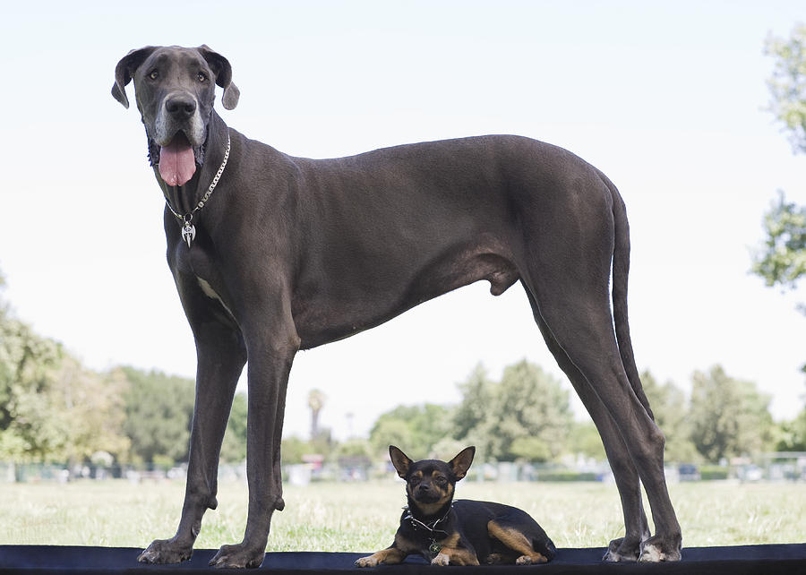 Great dane and small mixed-breed dog Photograph by Compassionate Eye Foundation/Getty Images Staff Photographer