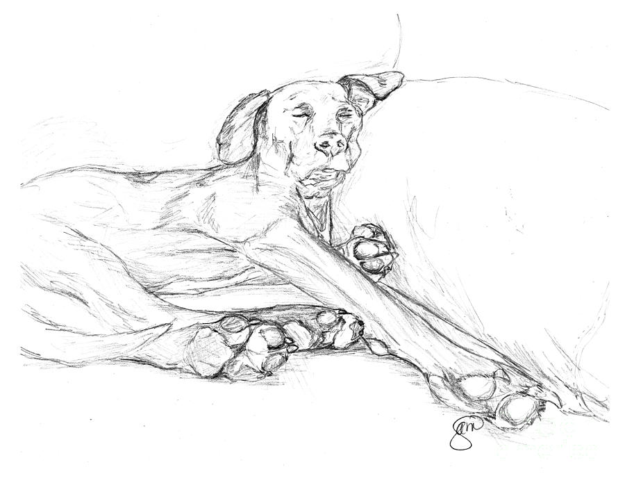 Great Dane Dog Sketch Bella Drawing by Creative Solutions RipdNTorn