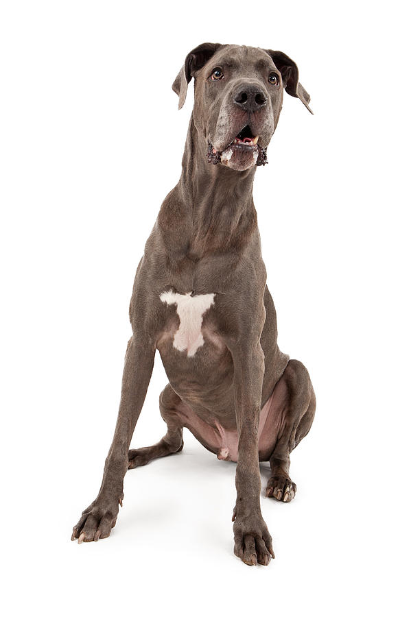 Dog Photograph - Great Dane Dog  by Good Focused