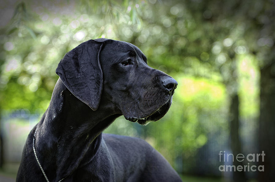 Great Dane / German Mastiff Portrait Photograph by Waldek Dabrowski