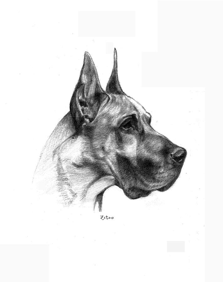 Great Dane by Lou Ortiz