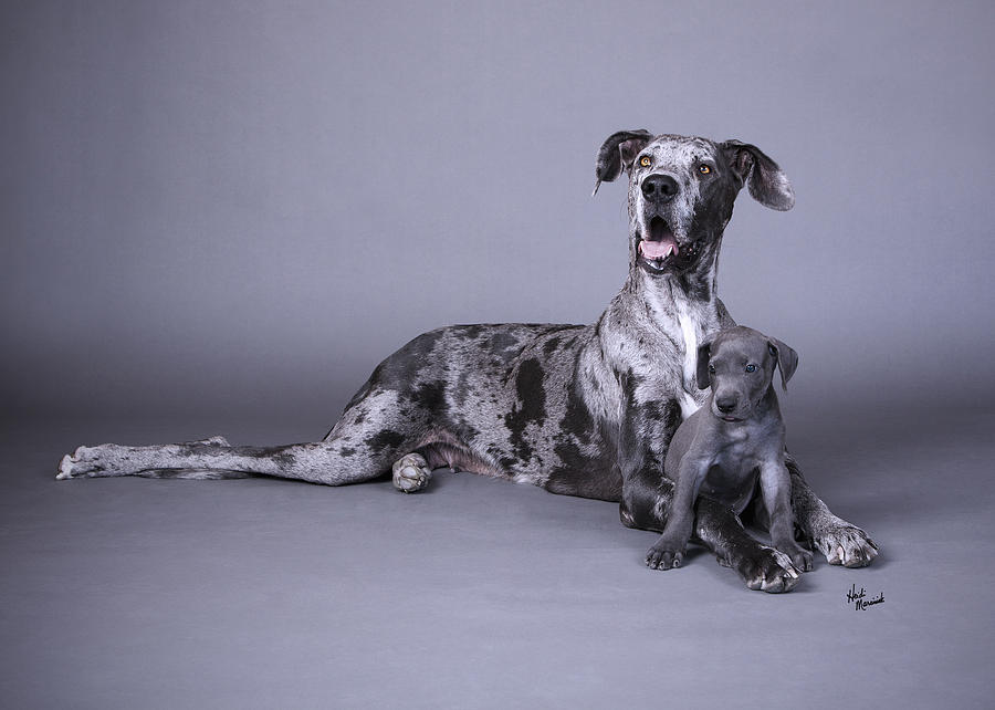 Great Dane Mom and Son Photograph by Heidi Marcinik - Pixels