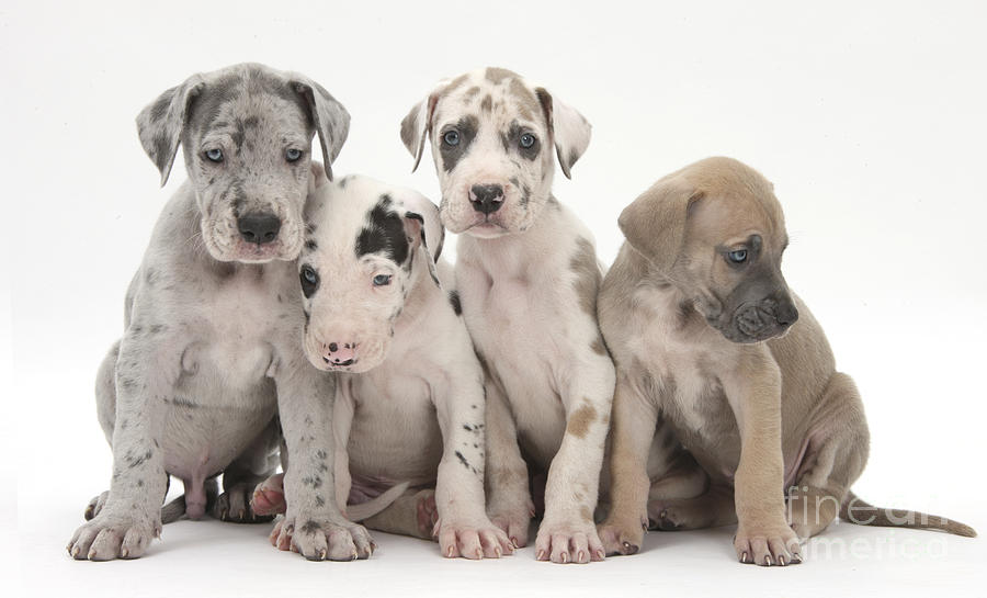Great Dane Puppies Photograph by Mark Taylor
