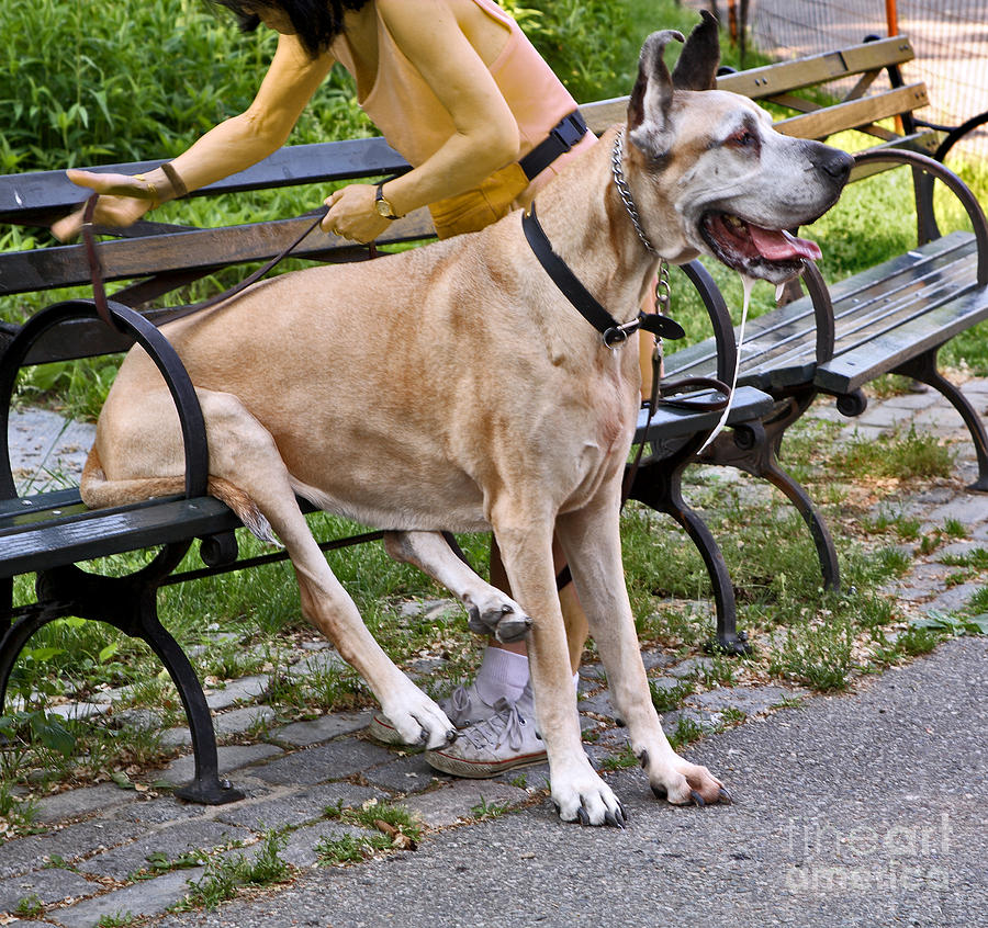 Great Dane Sitting On Park Bench Photograph by Madeline Ellis