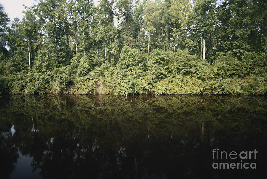 Great Dismal Swamp Photograph by Van D. Bucher
