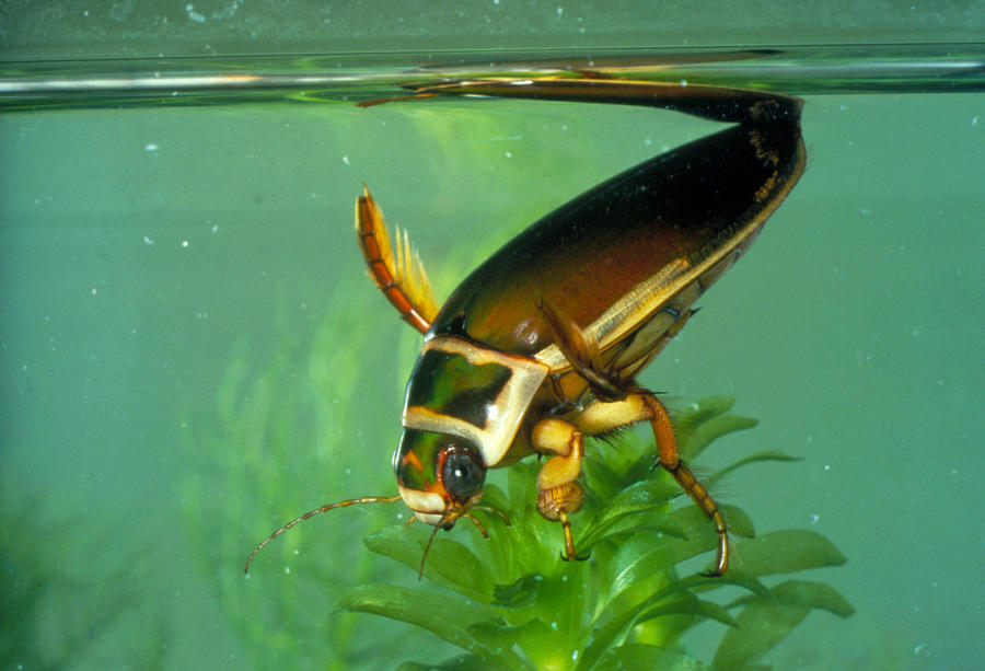 Great Diving Beetle Photograph by Perennou Nuridsany