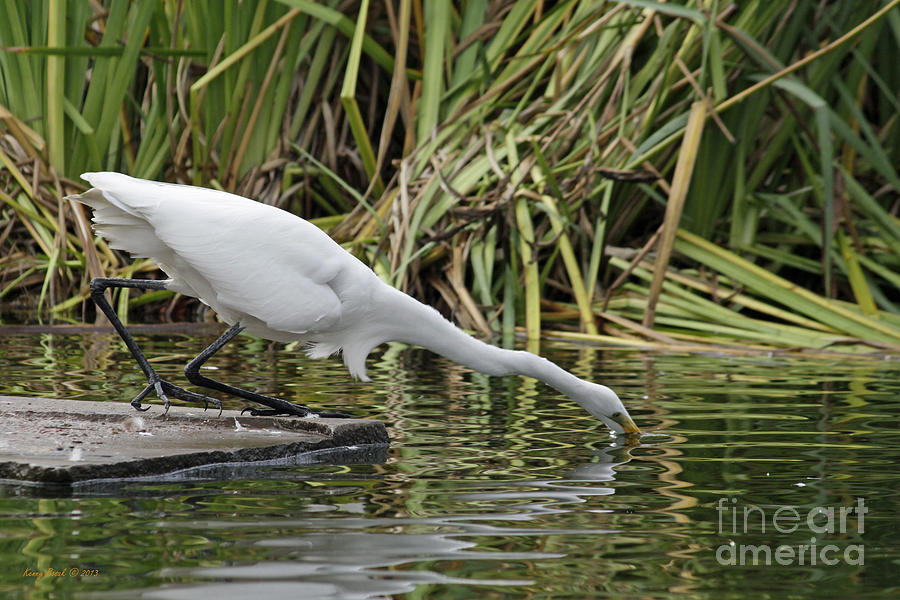 Great White Egret - Its a Stretch Photograph by Kenny Bosak