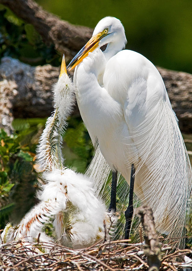 Great Egret Adult And Nestling Photograph by Millard H. Sharp