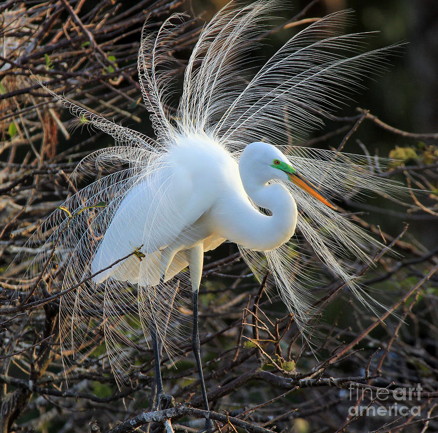 Great Egret Show Off Photograph by Larry Nieland